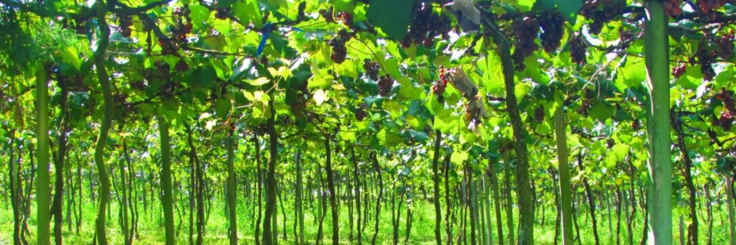 parreiral de uvas no Vales da Uva Goethe